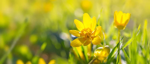 Beautiful Blooming Spring Yellow Flowers Commonly Known Lesser Celandine Pilewort — Stock Photo, Image