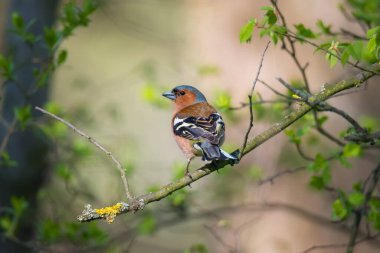 Yeşil doğa arka planında ağaç dalında oturan tek bir karidesli kuş (Emberiza calandra)