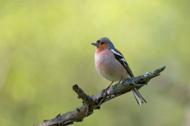 Yeşil doğa arka planında ağaç dalında oturan tek bir karidesli kuş (Emberiza calandra)
