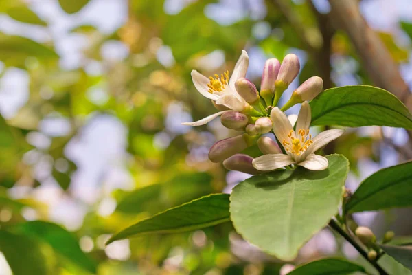 緑の葉を持つレモンの木に花の美しい庭 — ストック写真