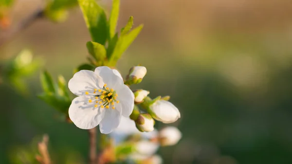 Mooie Bloeiende Kersenboom Tak Groene Bladeren Achtergrond — Stockfoto