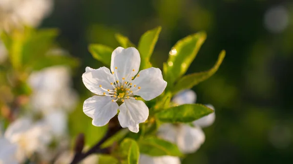 Vacker Blommande Körsbärsträd Gren Gröna Blad Bakgrund — Stockfoto