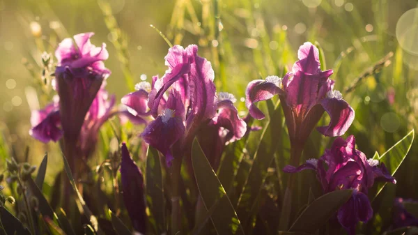 Hermosas Flores Primavera Iris Púrpura Sobre Fondo Hierba Verde — Foto de Stock