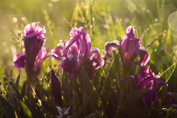 Mooie Bloeiende Lente Paarse Iris Bloemen Groen Gras Achtergrond — Stockfoto