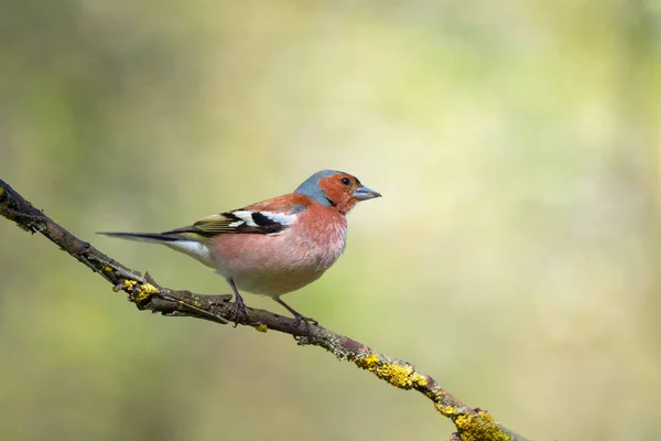 Singolo Uccello Fringuello Comune Emberiza Calandra Seduto Ramo Albero Sfondo — Foto Stock