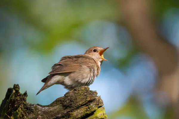 Oiseau Rossignol Commun Unique Luscinia Megarhynchos Assis Sur Tronc Arbre — Photo