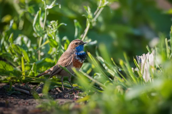 Kleiner Blaukehlchen Singvogel Hellgrünen Gras — Stockfoto