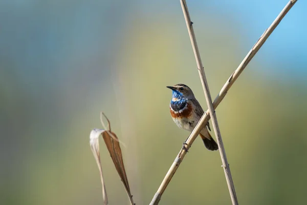 Petit Oiseau Chanteur Mâle Bluethroat Dans Des Roseaux Secs Sur — Photo