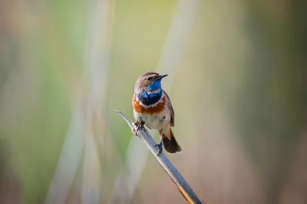 Маленькая Голубая Птичка Самец Сухой Камыше Фоне Природы — стоковое фото