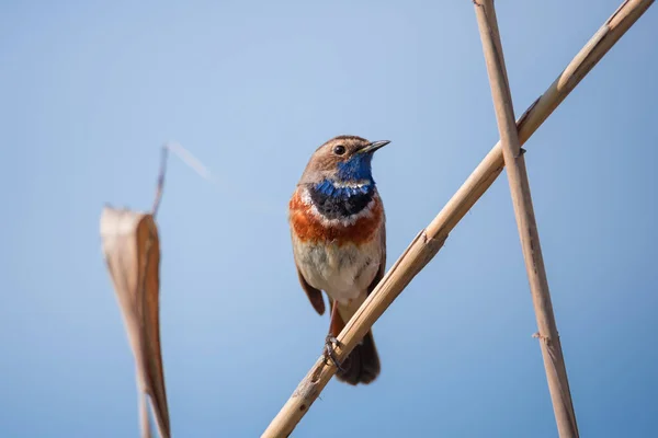 Little Bluethroat Male Songbird Dry Reeds Nature Background — Stock Photo, Image