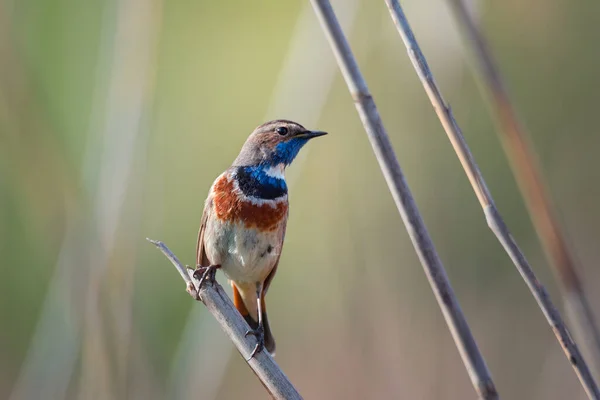 Pequeño Pájaro Cantor Macho Garganta Azul Cañas Secas Sobre Fondo — Foto de Stock