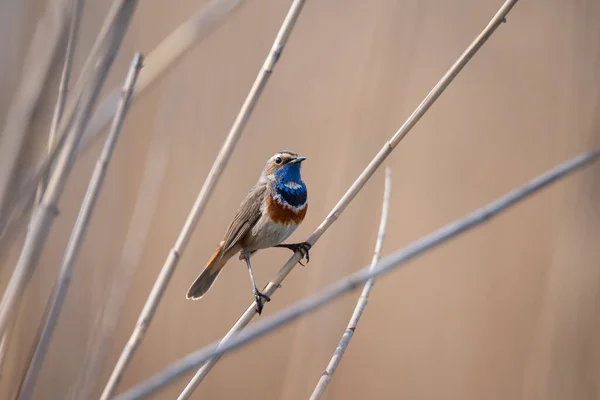 Little Bluethroat Male Songbird Dry Reeds Nature Background — Stock Photo, Image