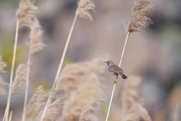 Маленькая Голубая Птичка Самец Сухой Камыше Фоне Природы — стоковое фото