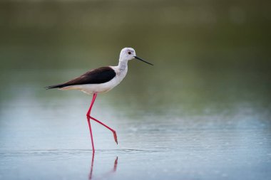 Gölün arka planında komik siyah kanatlı stilt kuş (Himantopus himantopus)