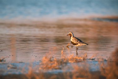 Gölün arka planında gri ya da siyah göbekli yağmurluk (Pluvialis squatarola) ile günbatımı manzarası