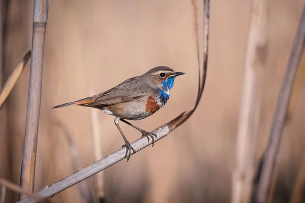 Little Bluethroat Male Songbird Dry Reeds Nature Background — Stock Photo, Image