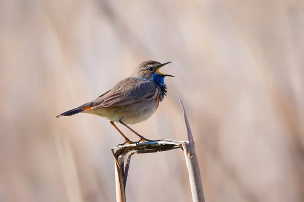 Piccolo Bluethroat Maschio Canterino Canne Secche Sfondo Natura — Foto Stock