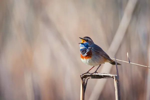 Pequeño Pájaro Cantor Macho Garganta Azul Cañas Secas Sobre Fondo — Foto de Stock