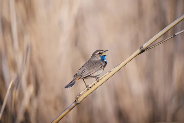 Pequeño Pájaro Cantor Macho Garganta Azul Cañas Secas Sobre Fondo — Foto de Stock