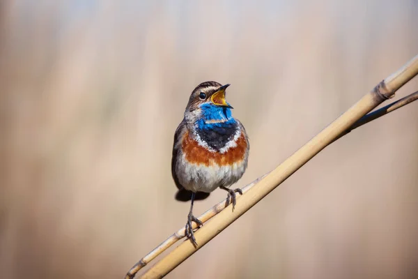 Pequeño Pájaro Cantor Macho Garganta Azul Cañas Secas Sobre Fondo — Foto de Stock