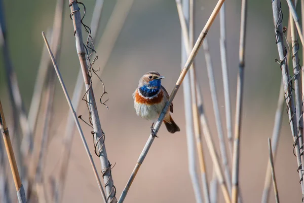 Pequeño Pájaro Cantor Macho Garganta Azul Cañas Secas Sobre Fondo — Foto de Stock