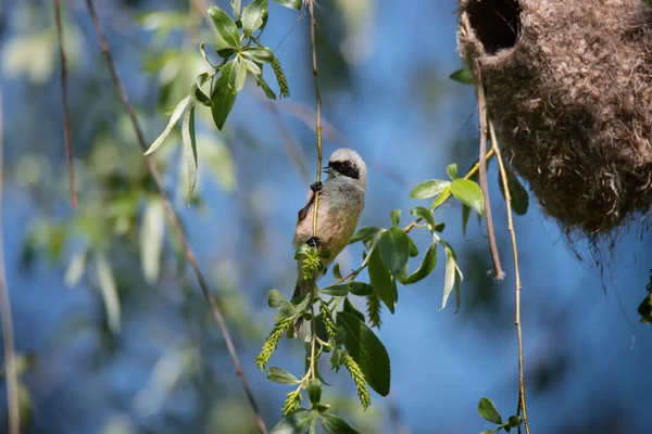 Small Gray Bird European Penduline Tit Remiz Pendulinus Sits Tree — Fotografia de Stock