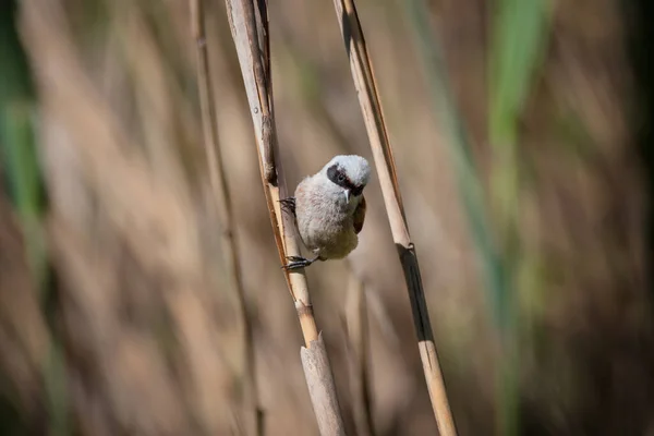 Small Gray Bird European Penduline Tit Remiz Pendulinus Sits Reeds — Fotografia de Stock