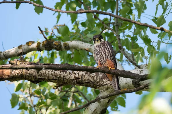 Avcının Vahşi Kuşu Avrasya Hobisi Falco Subbuteo Yeşil Yapraklar Üzerinde — Stok fotoğraf