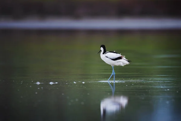 Funny Pied Avocet Bird Recurvirostra Avosetta Dlouhýma Nohama Zobákem Jezeře — Stock fotografie