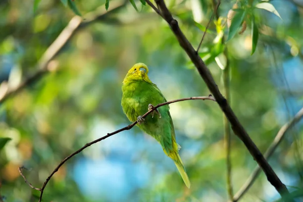 Petit Perroquet Perroquet Vert Jaune Melopsittacus Undulatus Est Assis Sur — Photo