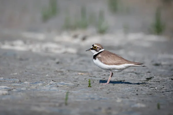 Small funny bird of little ringed plover (Charadrius dubius) on the lake shore on nature background