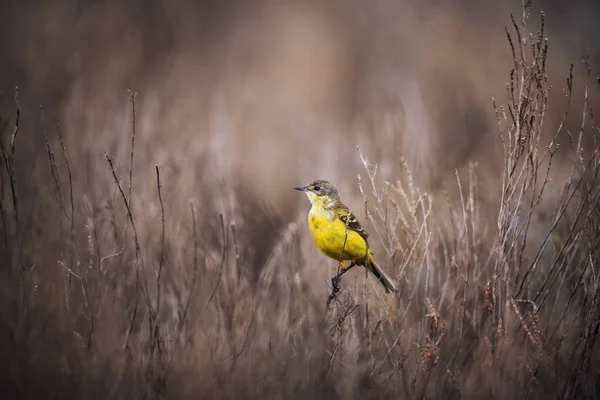 Batı Sarı Kuyruklu Küçük Parlak Kuş Motacilla Flava Doğanın Arka — Stok fotoğraf