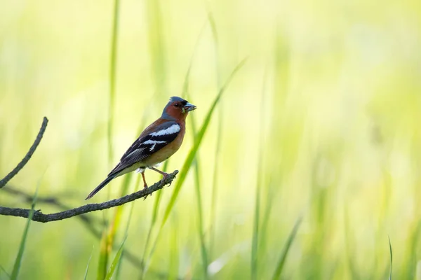 Singolo Uccello Fringuello Comune Emberiza Calandra Seduto Ramo Albero Sfondo — Foto Stock