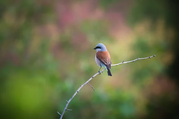 Piccolo Singolo Uccello Shrike Seduto Ramo Albero Sfondo Verde Natura — Foto Stock