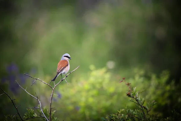 Pequeno Único Pássaro Shrike Sentado Galho Árvore Fundo Natureza Verde — Fotografia de Stock