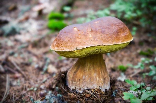 Polnischer Pilz in Nahaufnahme — Stockfoto