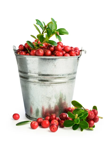 Cranberries em um balde de metal — Fotografia de Stock