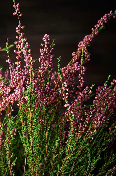 Heather — Stok fotoğraf