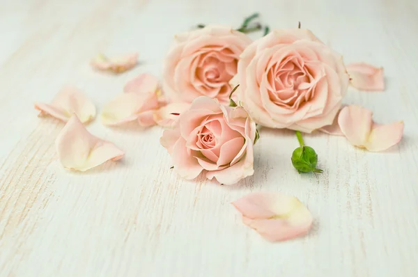 Beige Rosen mit Blütenblättern — Stockfoto