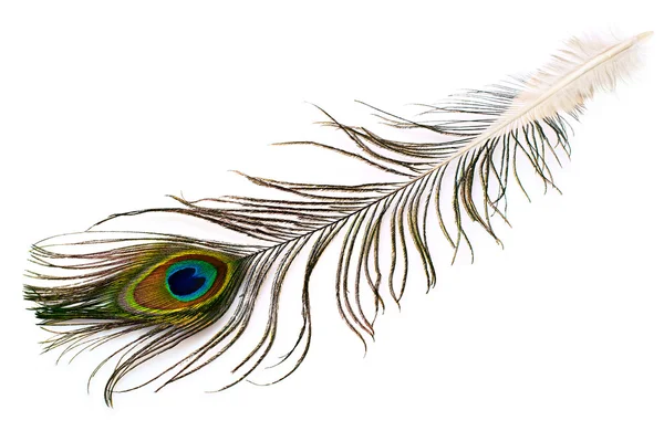 Peacock plume — Stock Photo, Image