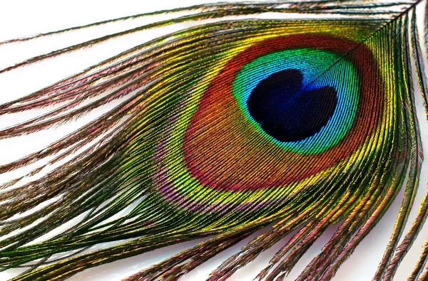 Peacock plume  close-up — Stock Photo, Image