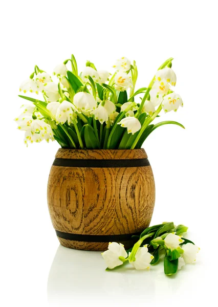 Snowdrops in a wooden cask — Stock Photo, Image