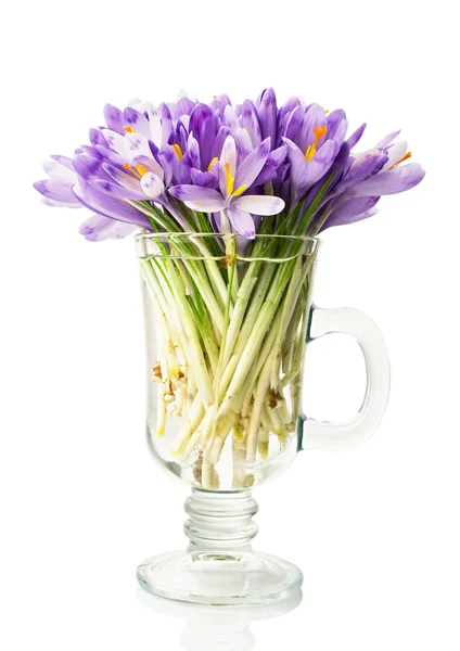 Crocuses in a glass — Stock Photo, Image