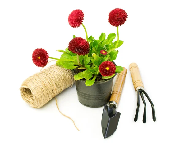 Red daisies and garden tools — Stock Photo, Image