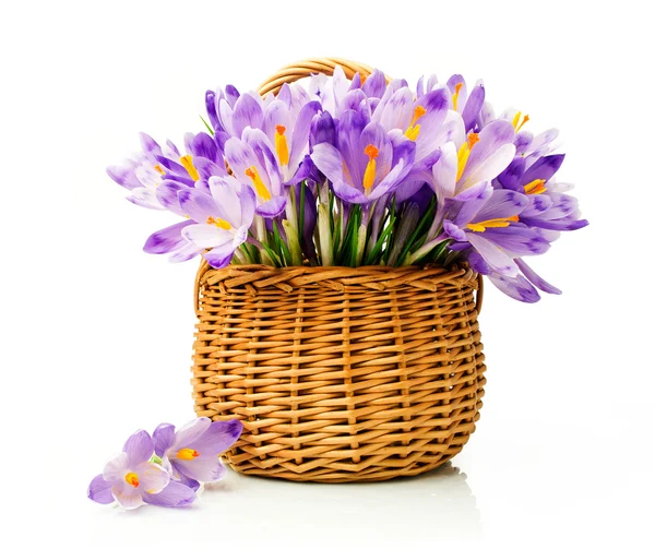 Purple crocuses in a wicker basket — Stock Photo, Image