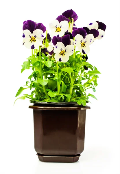 Two-colored pansies in a pot — Stock Photo, Image