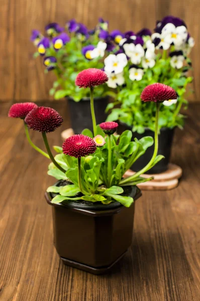 Red daisies and pansies in a pots — Stock Photo, Image