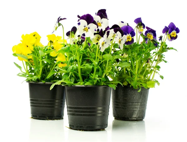Colorful pansies in pots — Stock Photo, Image