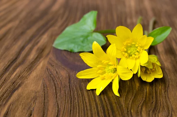 Yellow wild flowers close-up — Stock Photo, Image