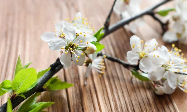 Floare de cireșe — Fotografie, imagine de stoc